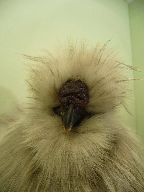 Munster 2009 098.jpg - Seidenhuhn mit Bart perlgrau von Günter Droste